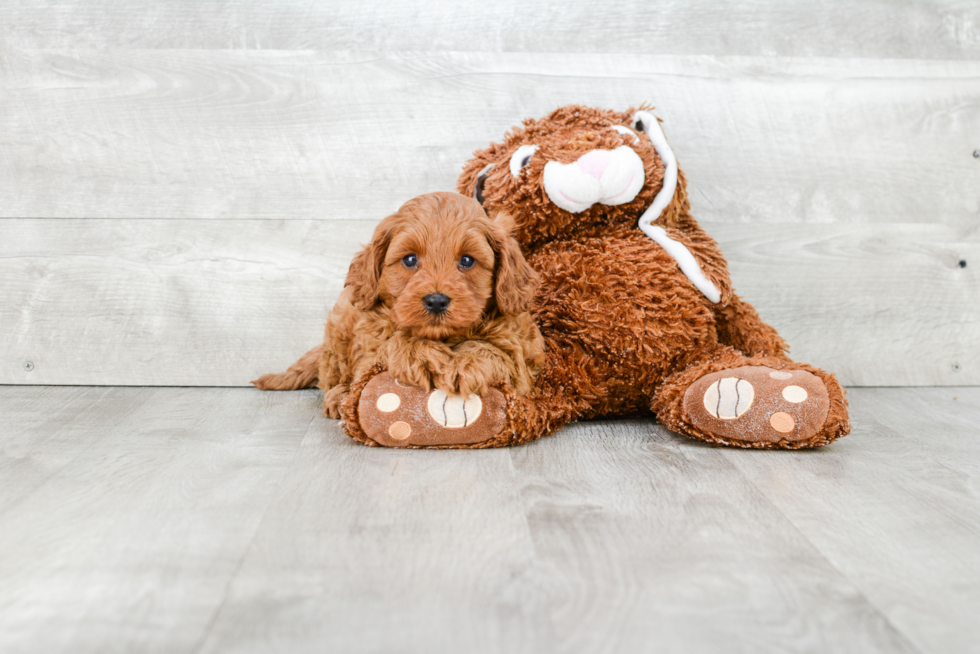 Petite Cavapoo Poodle Mix Pup