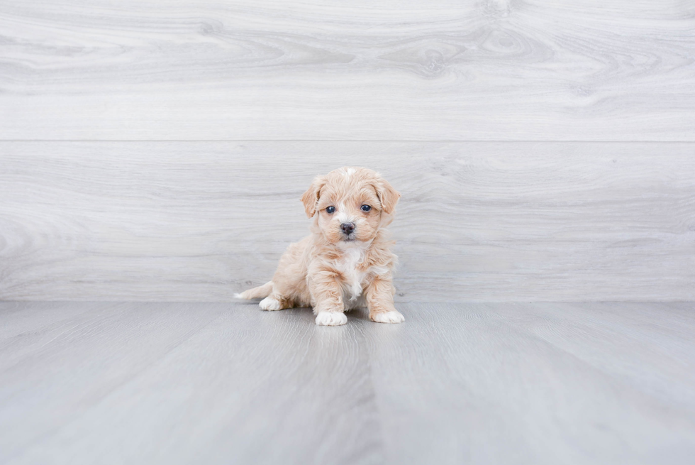 Energetic Maltese Poodle Poodle Mix Puppy