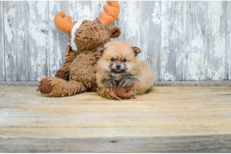 Little Pomeranian Purebred Pup