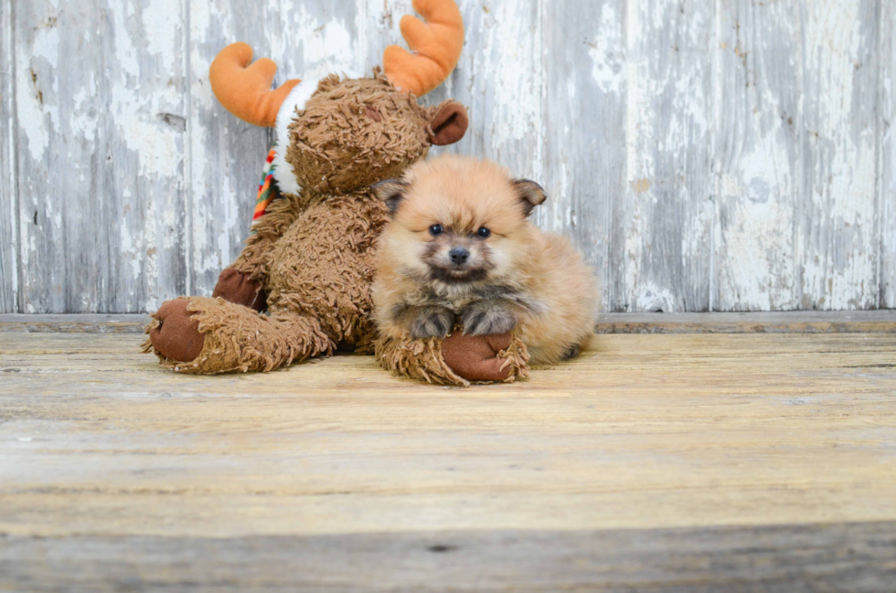 Little Pomeranian Purebred Pup