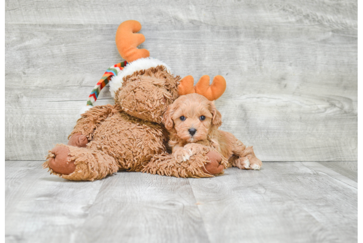 Adorable Cavoodle Poodle Mix Puppy