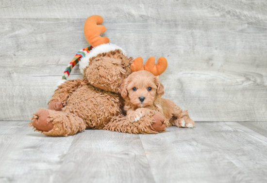 Adorable Cavoodle Poodle Mix Puppy