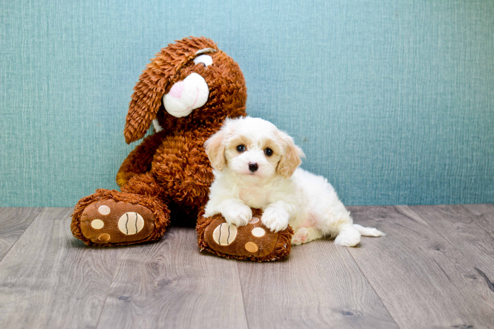 Cavachon Puppy for Adoption