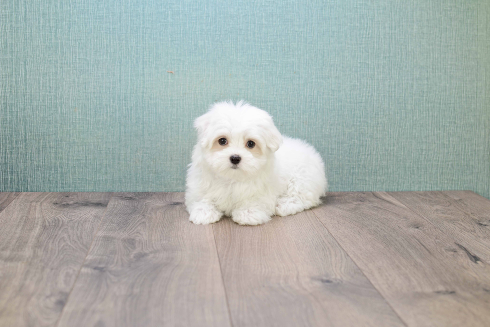 Maltese Pup Being Cute