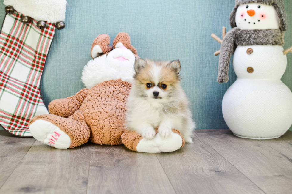 Pomeranian Pup Being Cute