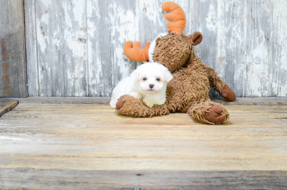 Happy Teddy Bear Baby