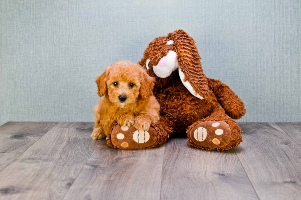 Energetic Golden Retriever Poodle Mix Puppy