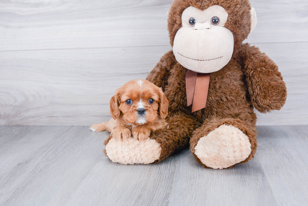 Hypoallergenic Cavalier King Charles Spaniel Baby