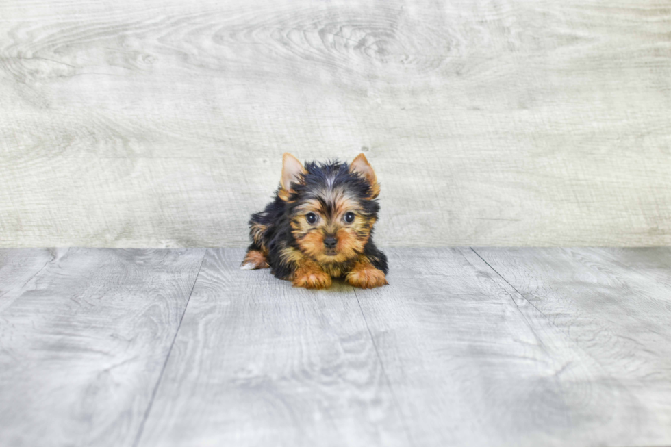 Meet Tinkerbell - our Yorkshire Terrier Puppy Photo 