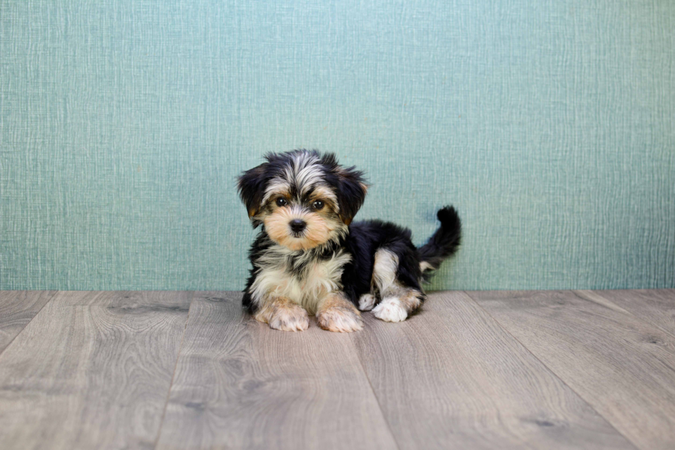 Small Morkie Baby