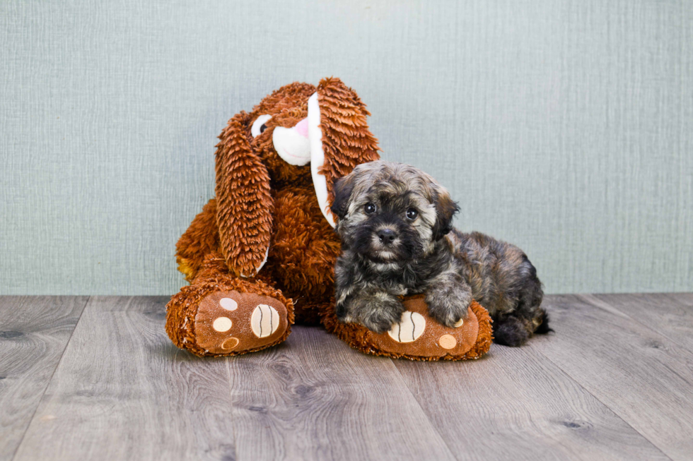 Havanese Puppy for Adoption