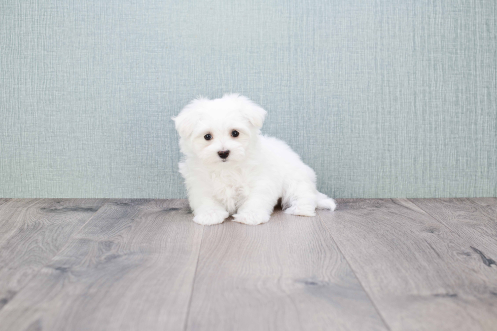 Maltese Puppy for Adoption