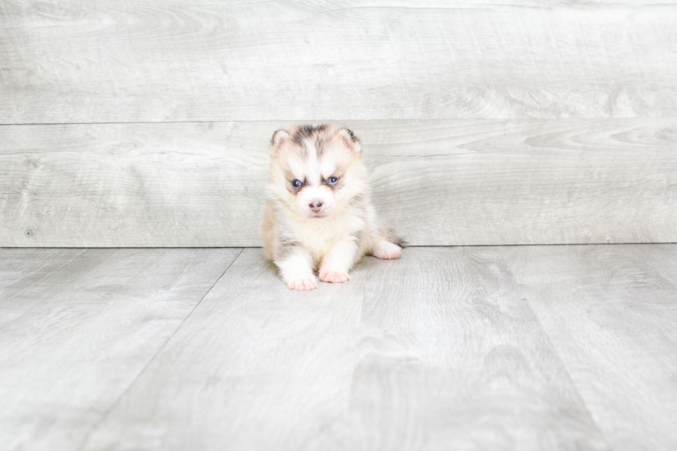 Funny Pomsky Designer Pup