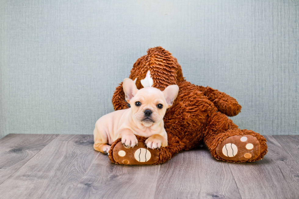 Best French Bulldog Baby