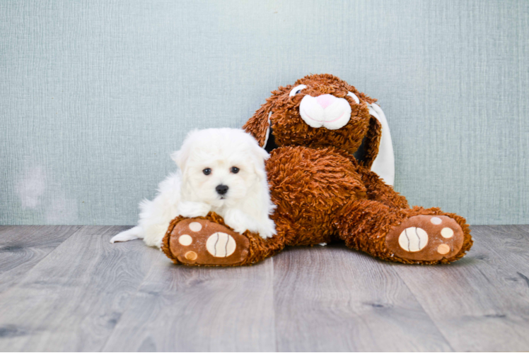 Maltipoo Pup Being Cute