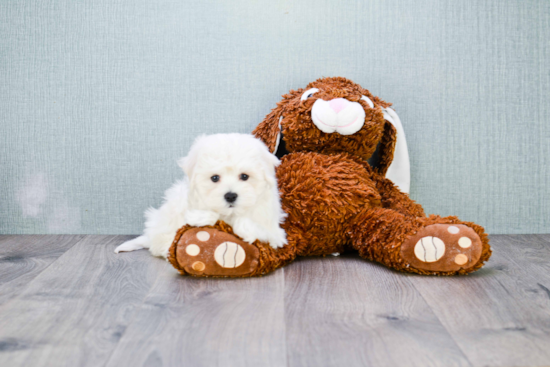 Maltipoo Pup Being Cute