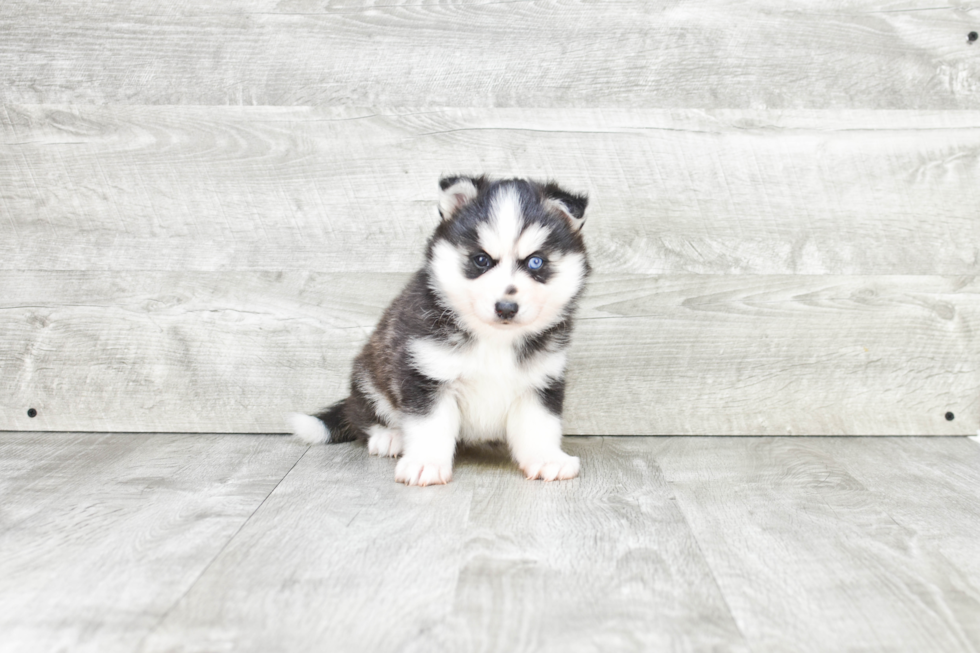 Best Pomsky Baby