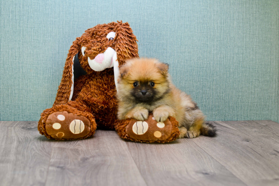 Pomeranian Pup Being Cute