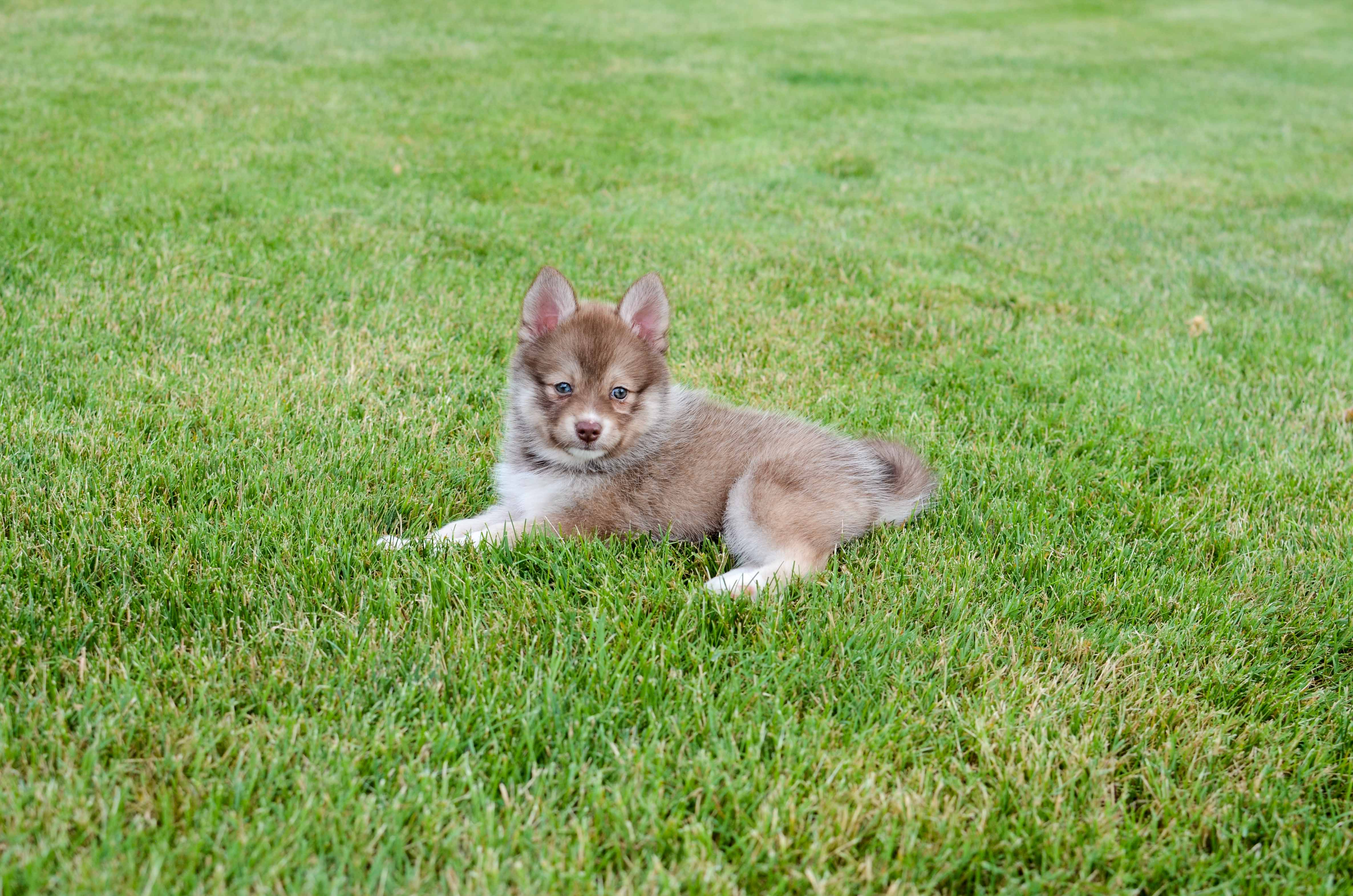 Pomsky Pup Being Cute