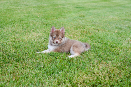 Pomsky Pup Being Cute