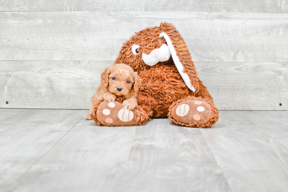 Best Cavapoo Baby