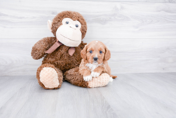 Cavapoo Pup Being Cute