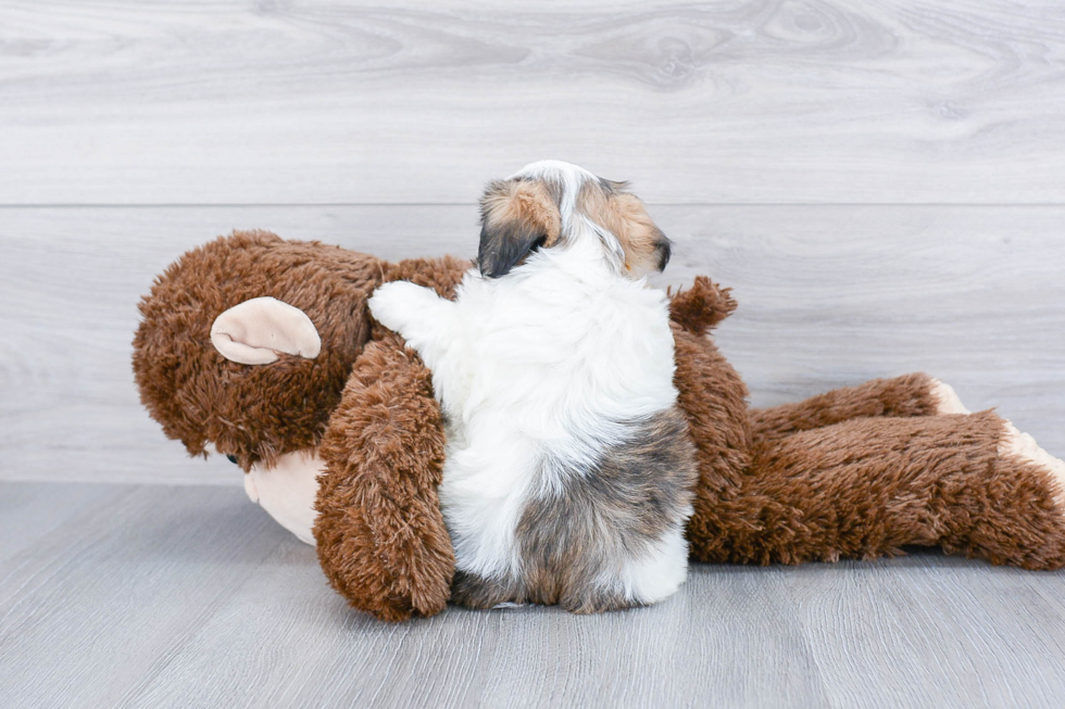 Funny Teddy Bear Designer Pup