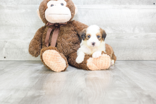 Small Mini Bernedoodle Baby