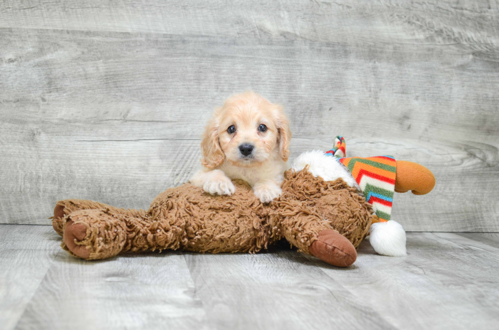 Cavapoo Puppy for Adoption