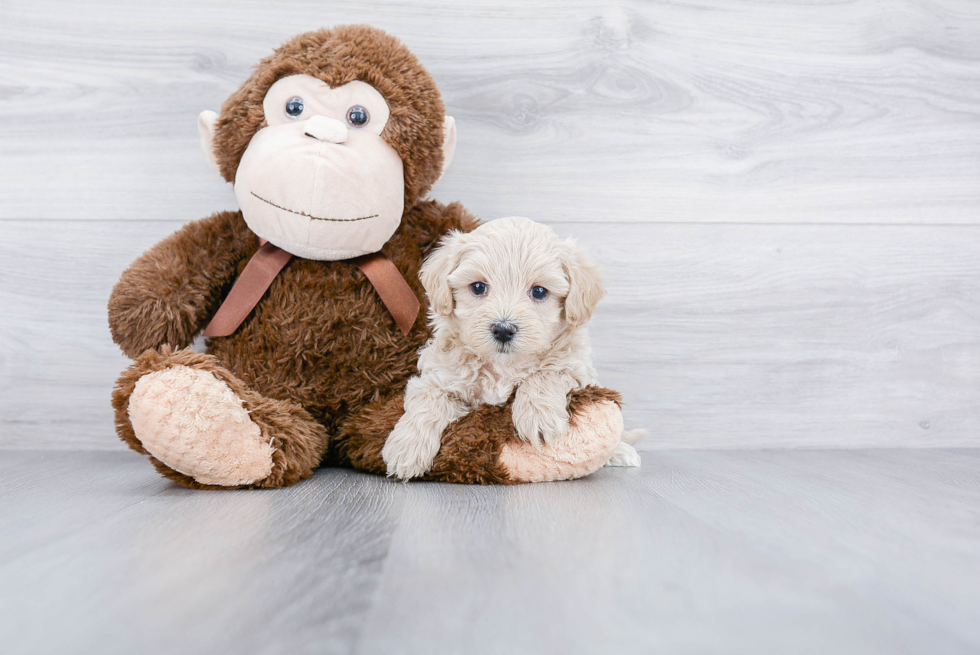 Best Maltipoo Baby