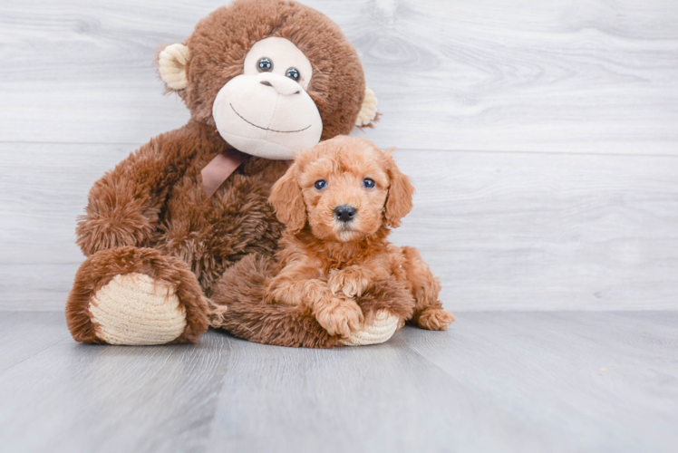 Fluffy Mini Goldendoodle Poodle Mix Pup