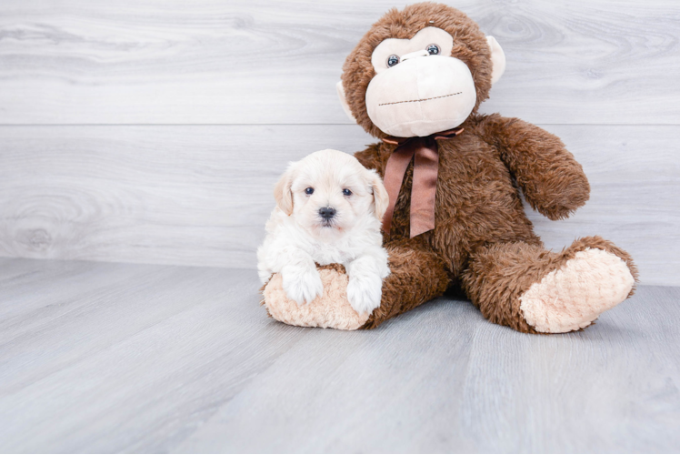 Maltipoo Puppy for Adoption