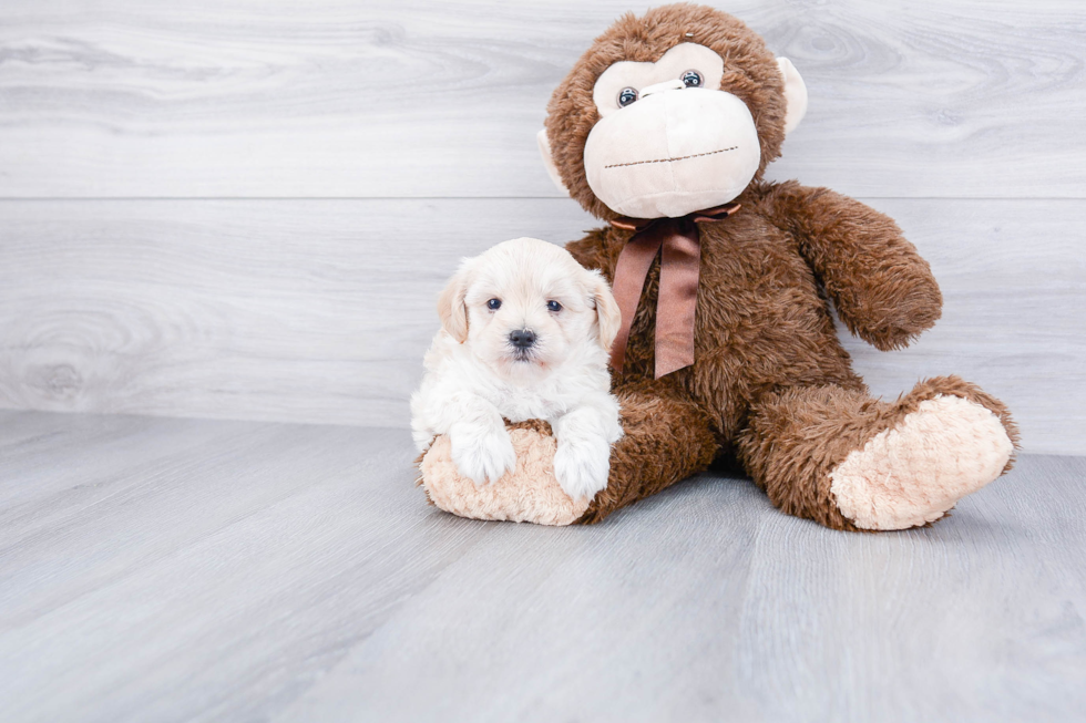 Maltipoo Puppy for Adoption