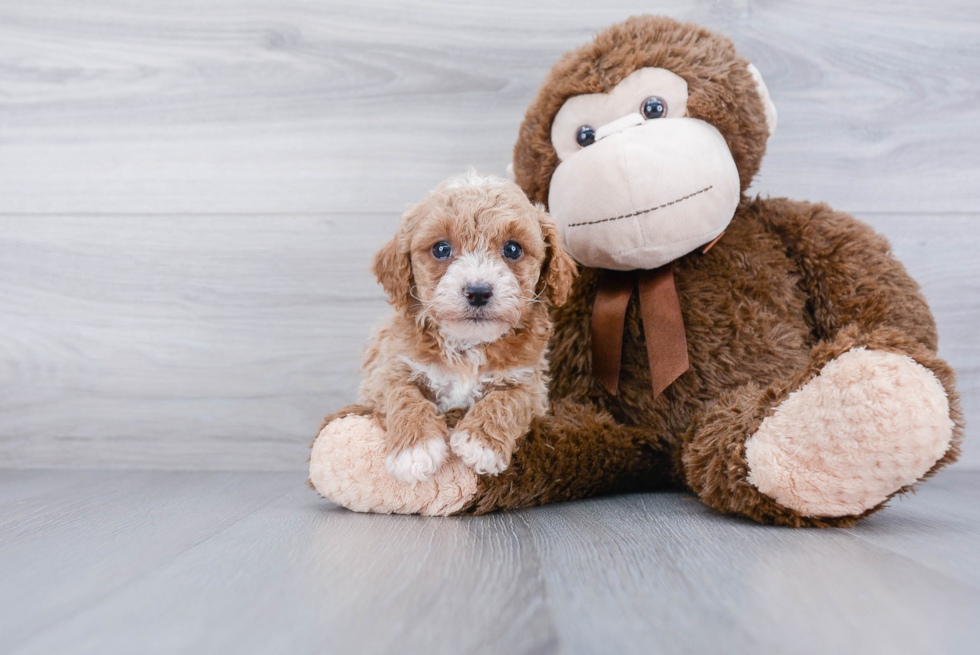 Cavapoo Puppy for Adoption