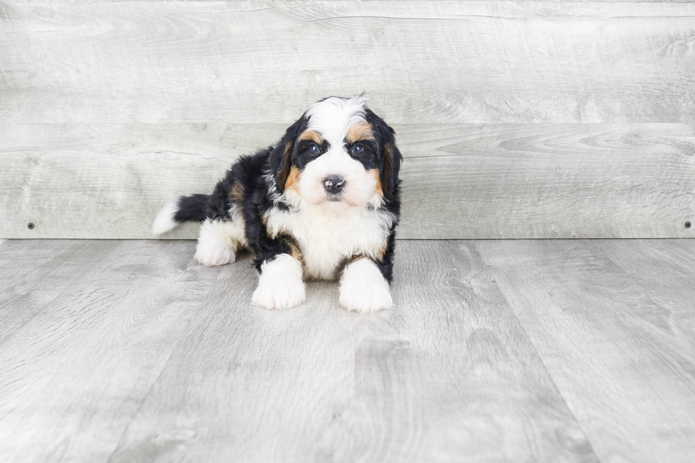 Cute Mini Bernedoodle Baby