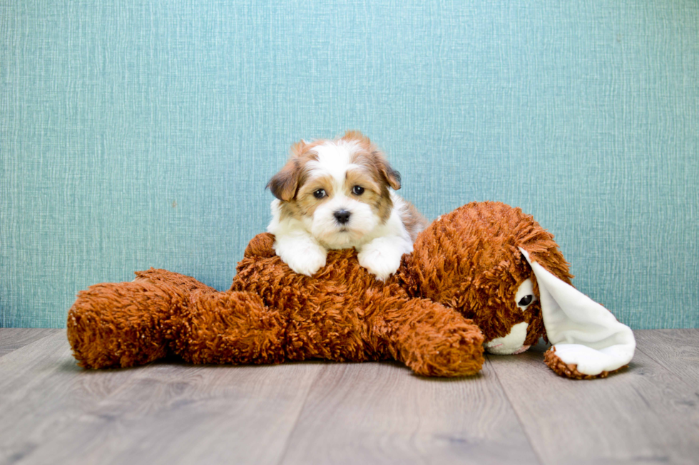 Teddy Bear Pup Being Cute