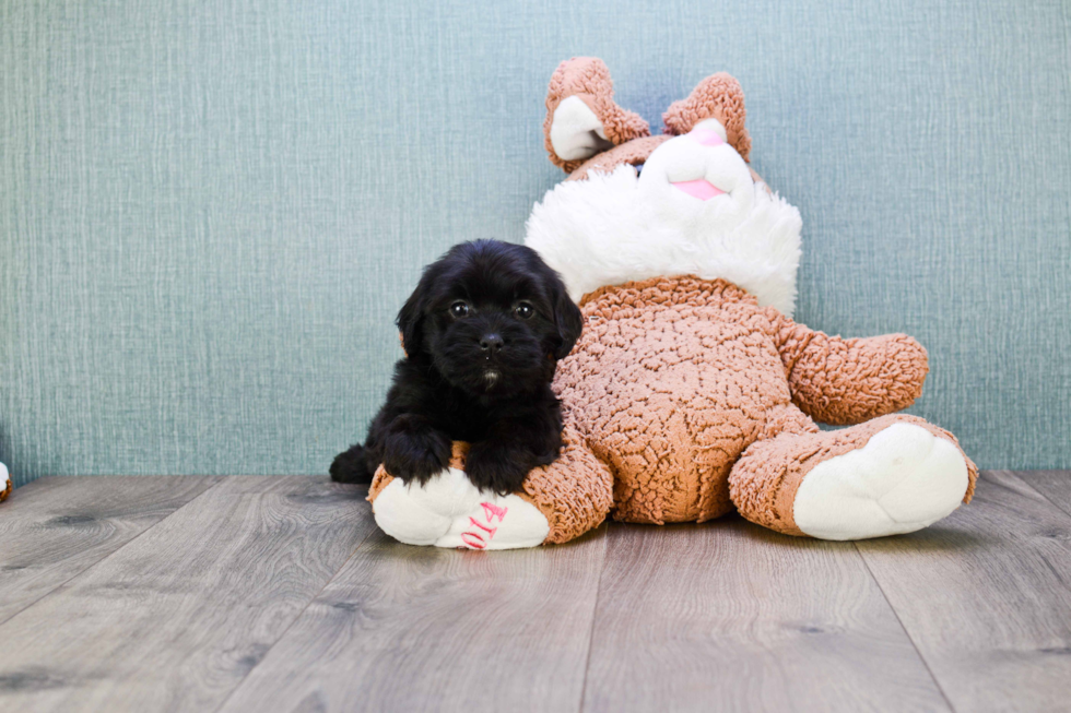 Petite Cavapoo Poodle Mix Pup