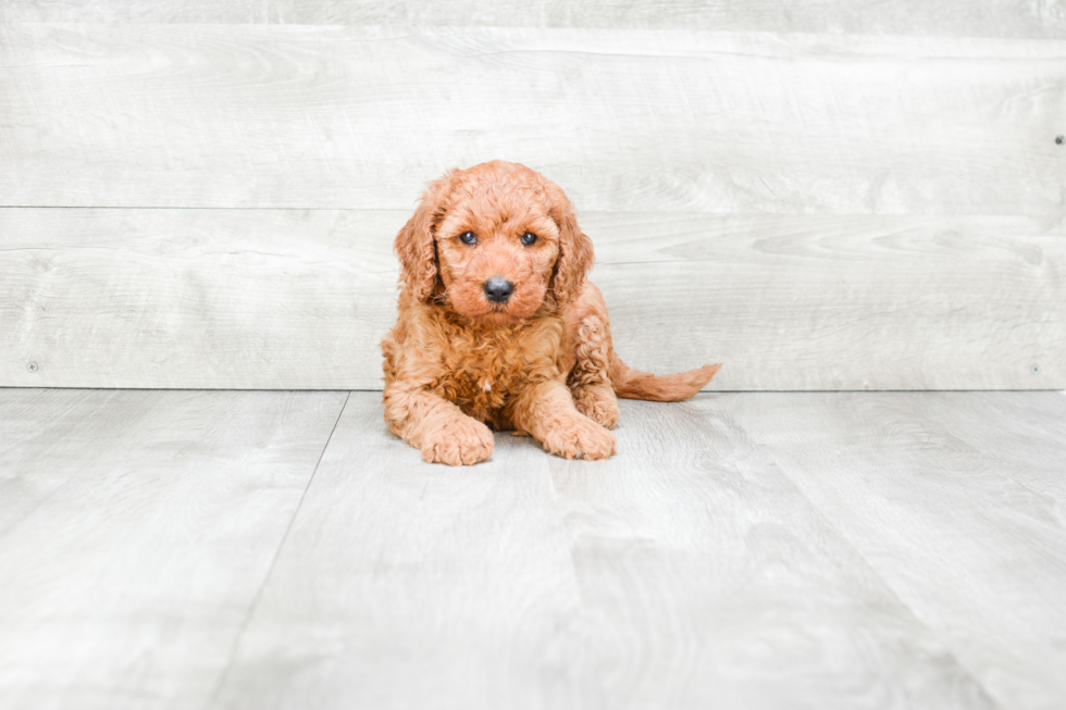 Playful Golden Retriever Poodle Mix Puppy