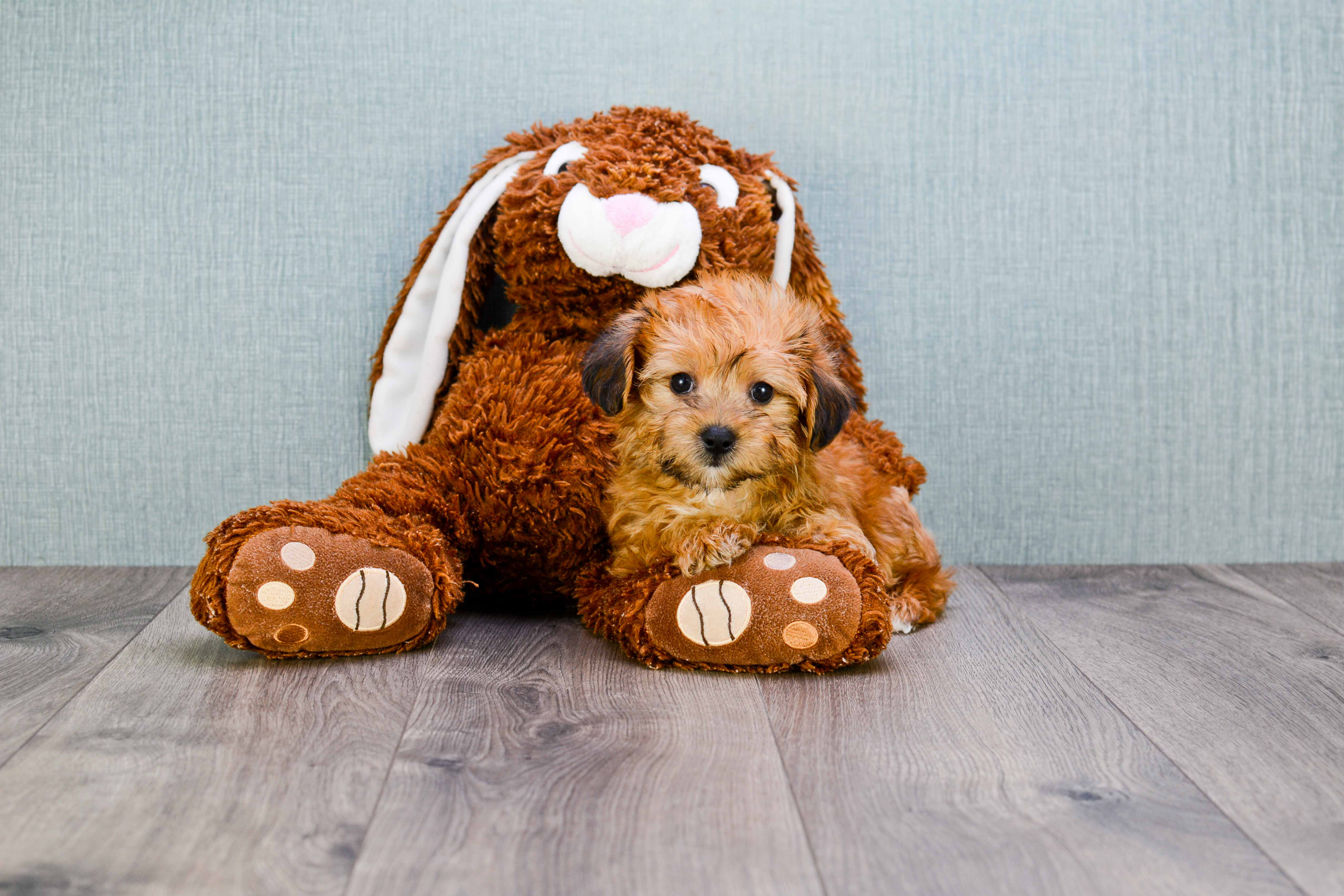 Best Morkie Baby