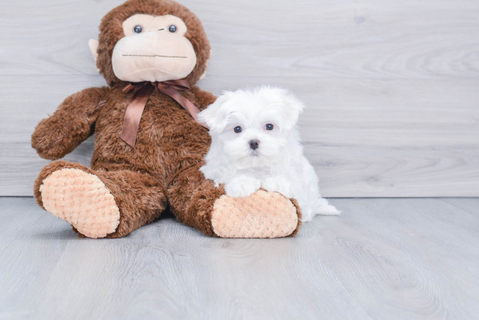 Small Maltese Purebred Pup