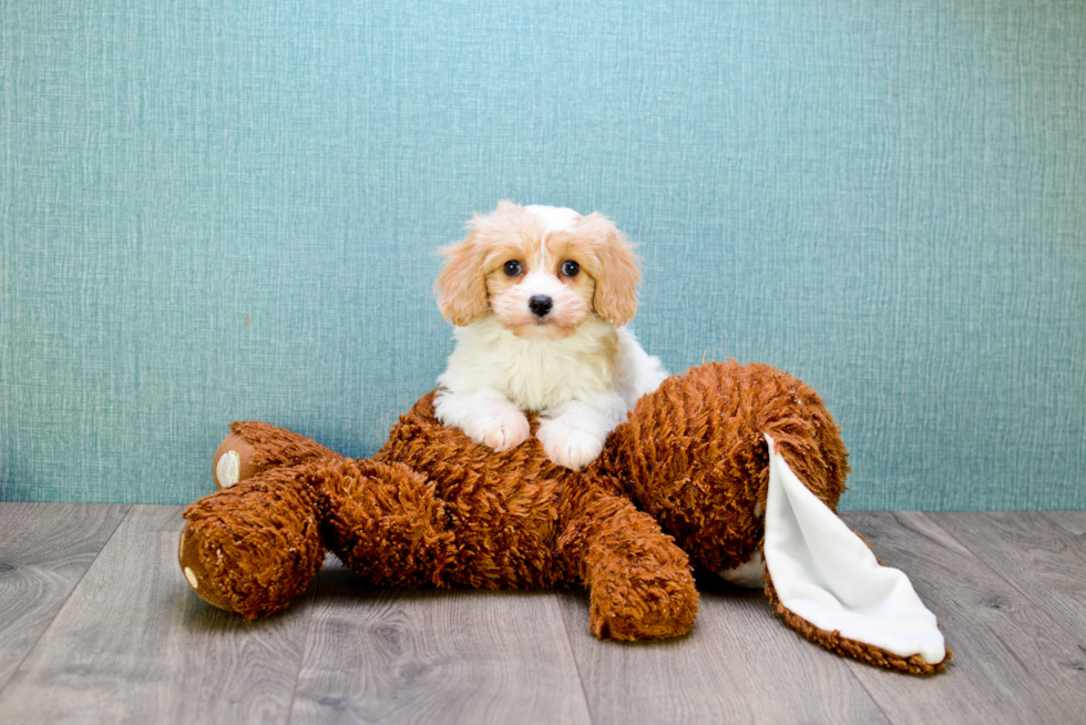 Best Cavachon Baby
