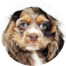 Cocker Spaniel Puppies For Sale - Premier Pups Cocker Spaniel Puppies For Sale - Premier Pups