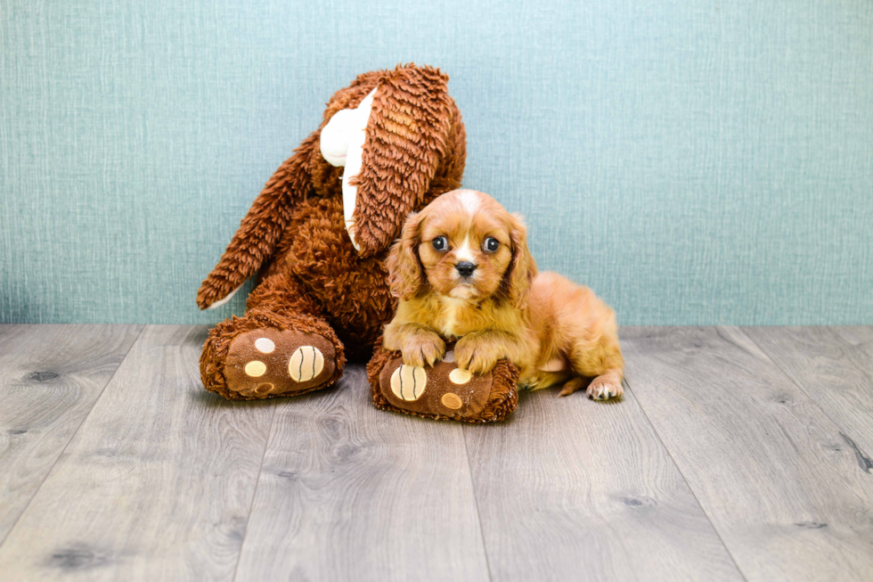 Akc Registered Cavalier King Charles Spaniel Baby