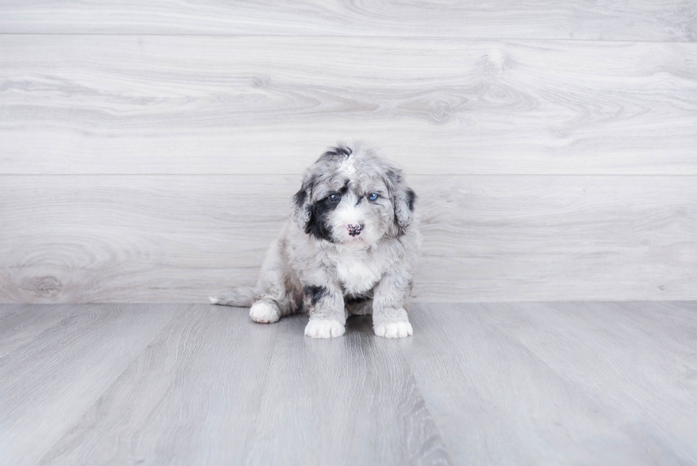 Best Mini Bernedoodle Baby