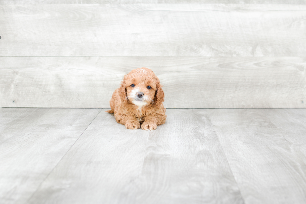 Happy Cockapoo Baby