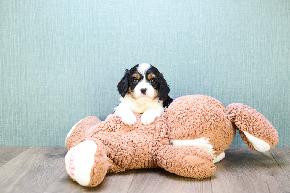 Meet Prince - our Cavalier King Charles Spaniel Puppy Photo 