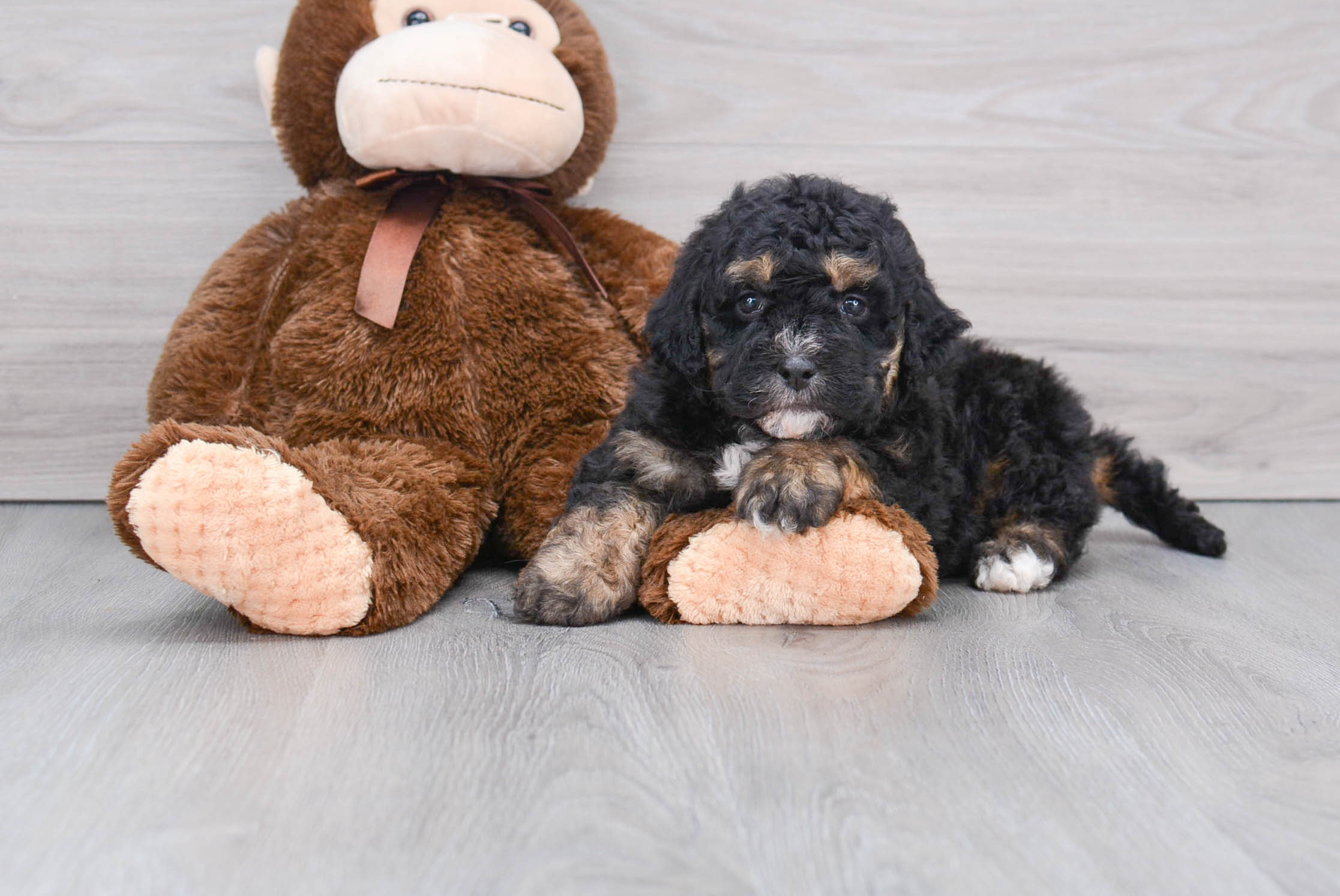 Mini Bernedoodle Puppy for Adoption
