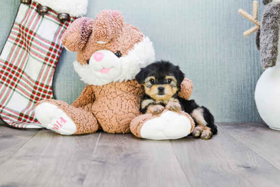 Fluffy Shorkie Designer Pup