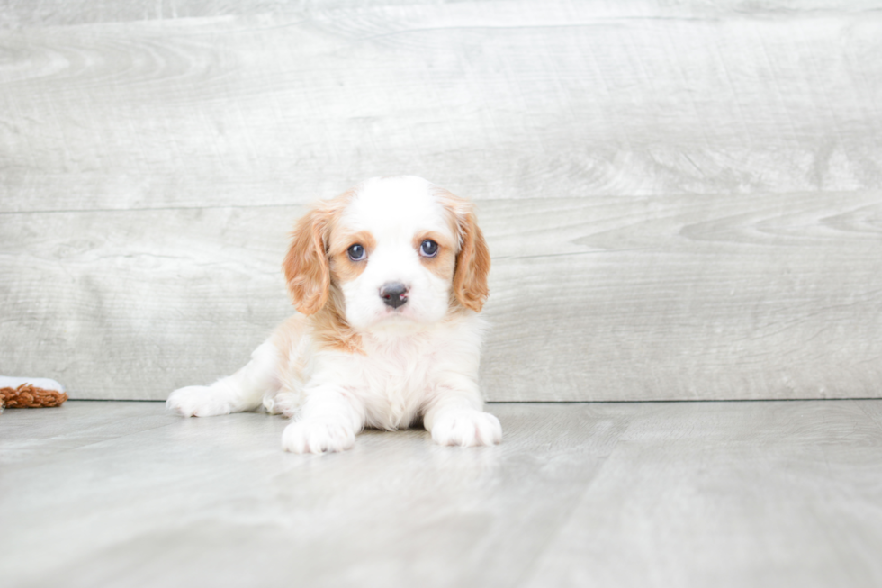 Funny Cavalier King Charles Spaniel Purebred Pup