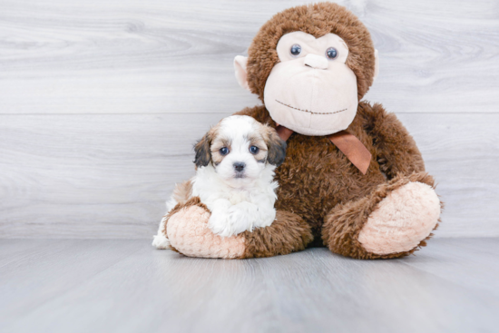 Teddy Bear Pup Being Cute